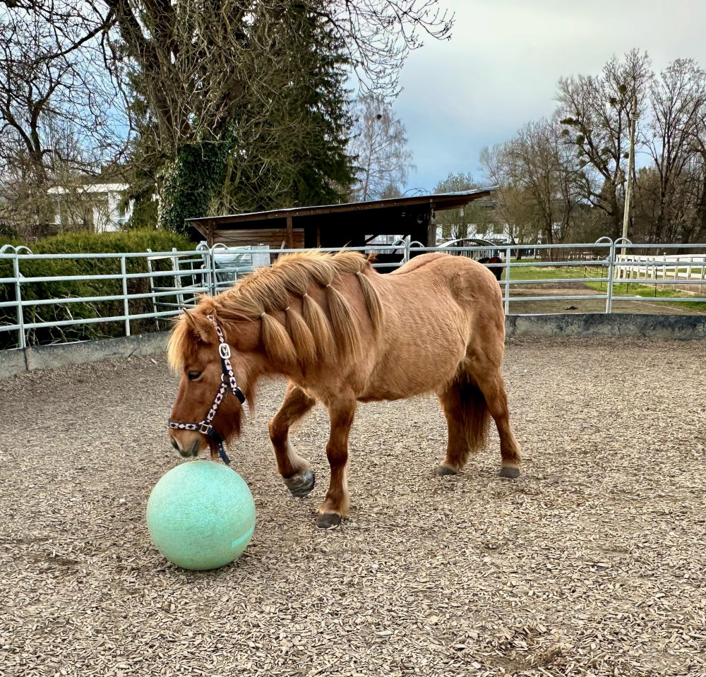 Ylvi spielt neugierig mit einem großen Gymnastikball