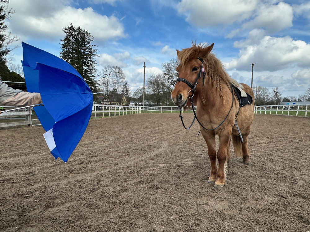 Ylvi bleibt vor einem aufgespannten Regenschirm völlig ruhig